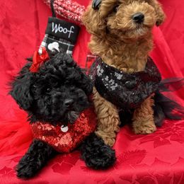 Biewer Terrier and Poodle Puppies from Alpha Tiny Paws