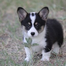 American Corgi, French Bulldog, and Pembroke Welsh Corgi Puppies from Moonstone Corgis & Frenchies