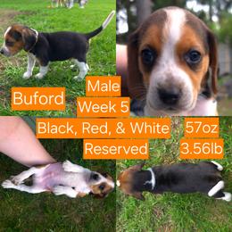Buford Orange Male - Black red and white male Beagle puppy in Bemidji, Minnesota from Nse Farms Beagles