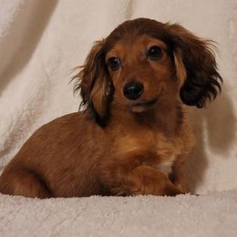 Chihuahuas and Dachshunds from CKH Critters