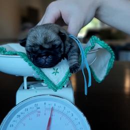 Fuji - blue collar - Fawn male Pug puppy in Saint Helens, Oregon from Ebert Golden Retrievers & Pugs