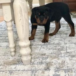 Rottweiler Puppies from Bronx Von Bridges Rottweilers