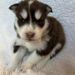 Bear - Chocolate male Pomsky puppy in Mc Minnville, Oregon from West Coast Pomskies