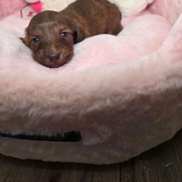 Ember- AKC Price 3210 - pet only price 2,210 - Brindle female Dachshund puppy in Bristol, Tennessee from It's Mini Wieners Baby
