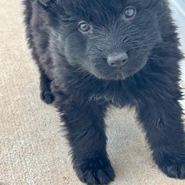 Pink female - Black female German Shepherd puppy in Jennings, Kansas from Lost Creek German Shepherds LLC