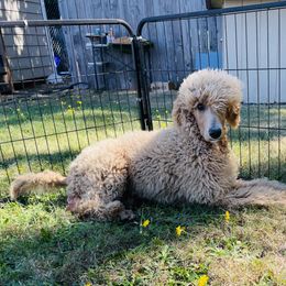 Poodle Puppies from Rhapsody Standard Poodles
