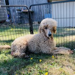 Poodle Puppies from Rhapsody Standard Poodles