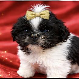 Bianca - Black and white female Shih Tzu puppy in Covington, Georgia from Top Hats 2  Shih Tzu’s