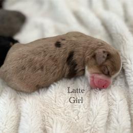 Latte - Chocolate merle female Bernedoodle puppy in Waco, Texas from Blessings Pups Doodles