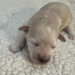 Porter - Wheaten male Miniature Schnauzer puppy in Newton, Alabama from Grace’s Schnauzers Paradise USA