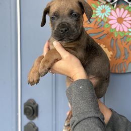 Male 3 - Fawn male Cane Corso puppy in Lakeland, Florida from Valyrian Cane Corsos