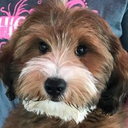 Goldendoodle adult dog