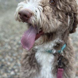 Bobba - Bernedoodle