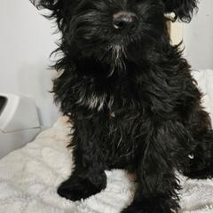 Girl 2 - Black female Whoodle puppy in O'neill, Nebraska from Willowdale Doodles