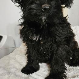 Girl 2 - Black female Whoodle puppy in O'neill, Nebraska from Willowdale Doodles