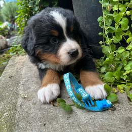 Teal - Black rust and white female Bernese Mountain Dog puppy in Delton, Michigan from Rocky Top Acres