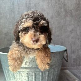 Sunny - Merle male Cavapoo puppy in Austin, Texas from Doodles of Central Texas