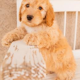Aussiedoodle and Goldendoodle Puppies from Ever After Doodles Arizona