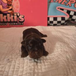 Bentley - Chocolate and tan male Yorkshire Terrier puppy in Callahan, Florida from Nikki's Precious Yorkies