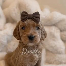 Leia - Red  female Goldendoodle puppy in Gilbert, Arizona from Doodle Bliss