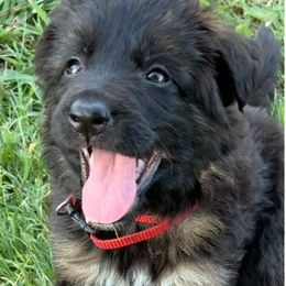 SOLD - Black and red female German Shepherd puppy in Galt, California from At Redwood Runs