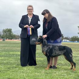 Tally - Beauceron