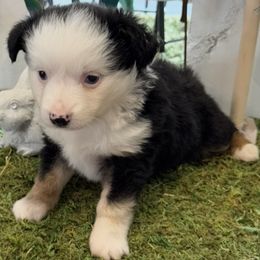 Jade - Black tri female Toy Australian Shepherd puppy in Lumberton, Mississippi from Talowah Aussies