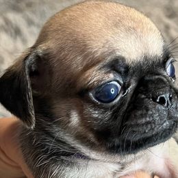 “Spice” Purple Collar Girl - Pug puppy from Bear Mountain Farms