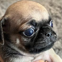 “Spice” Purple Collar Girl - Pug puppy from Bear Mountain Farms