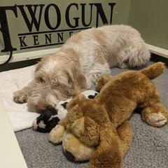 Drentsche Patrijshond and Spinone Italiano Puppies from Two Gun Kennels