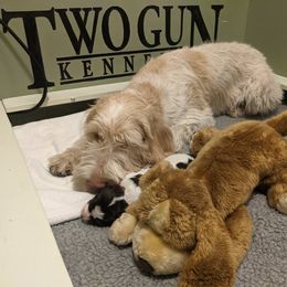 Drentsche Patrijshond and Spinone Italiano Puppies from Two Gun Kennels