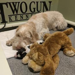 Drentsche Patrijshond and Spinone Italiano Puppies from Two Gun Kennels