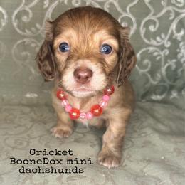 Cricket - Brindle female Dachshund puppy in Lexington, Oklahoma from BooneDox Miniature Dachshunds