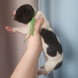 Green collar - Mantle male Great Dane puppy in Alton, Illinois from Show Me Great Danes and Basset Hounds