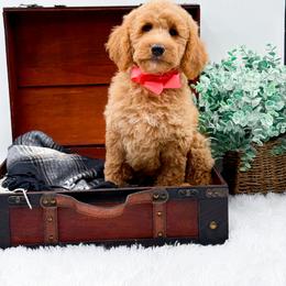 Girl 1 - female Goldendoodle puppy in North Carolina from NC Doodle Puppies