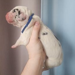 Blue collar - Harlequin male Great Dane puppy in Alton, Illinois from Show Me Great Danes and Basset Hounds