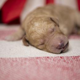 Captain America - Apricot male Goldendoodle puppy in Seffner, Florida from Gold Diamond Pup