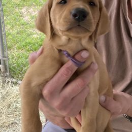 Labrador Retriever Puppies from Fuller Paws of Texas