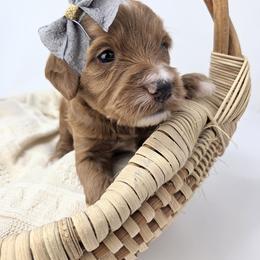 Girl 3 - female Goldendoodle puppy in Leander, Texas from Doodle Doula