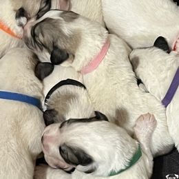 Girl 1 - White and badger Great Pyrenees puppy in Gibsonia, Pennsylvania from Little Deer Creek Farm AKC Great Pyrenees