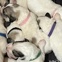 Girl 1 - White and badger Great Pyrenees puppy in Gibsonia, Pennsylvania from Little Deer Creek Farm AKC Great Pyrenees