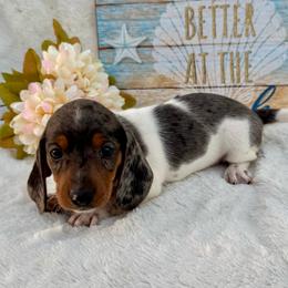 Emma - Piebald female Dachshund puppy in Colbert, Oklahoma from Brooke Crenshaw