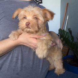 Blue sky - Gold male Yorkshire Terrier puppy in Fort Myers, Florida from Katherine’s Yorkies and Poodles