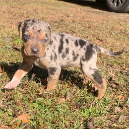 Girl 2 - Blue merle female Catahoula Leopard Dog puppy in Gadsden, Alabama from Rich Cat’s