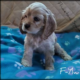Cocker Spaniel Puppies from -PrincetonzSpanielz-