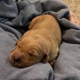 Girl 4 - female Golden Retriever puppy in Chico, California from Glenmac Goldens
