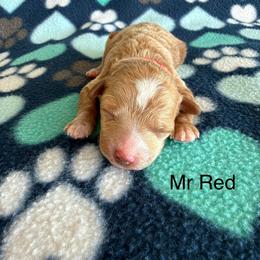 Mr Red - Apricot male Goldendoodle puppy in Lowville, New York from Valley View Doodles