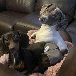 Dachshunds from Double Shot Dachshunds