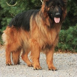 Sergeant - Black and red male German Shepherd puppy in Herriman, Utah from VMS Shepherds