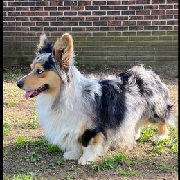 Guapo - American Corgi